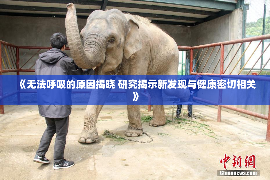 《无法呼吸的原因揭晓 研究揭示新发现与健康密切相关》