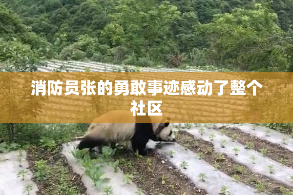 消防员张的勇敢事迹感动了整个社区