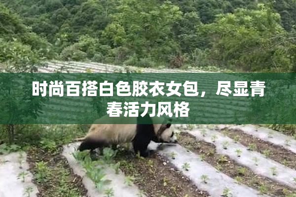 时尚百搭白色胶衣女包，尽显青春活力风格