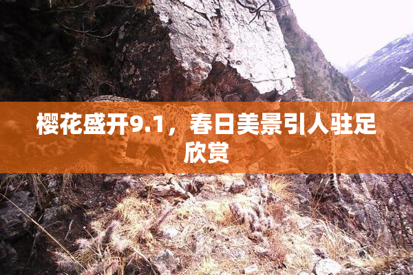 樱花盛开9.1，春日美景引人驻足欣赏
