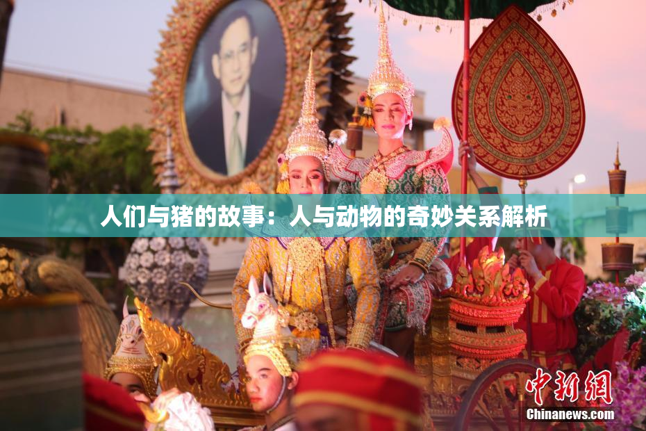 人们与猪的故事：人与动物的奇妙关系解析