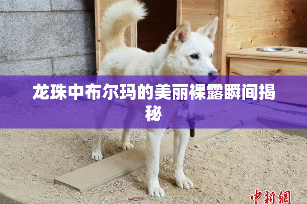 龙珠中布尔玛的美丽裸露瞬间揭秘