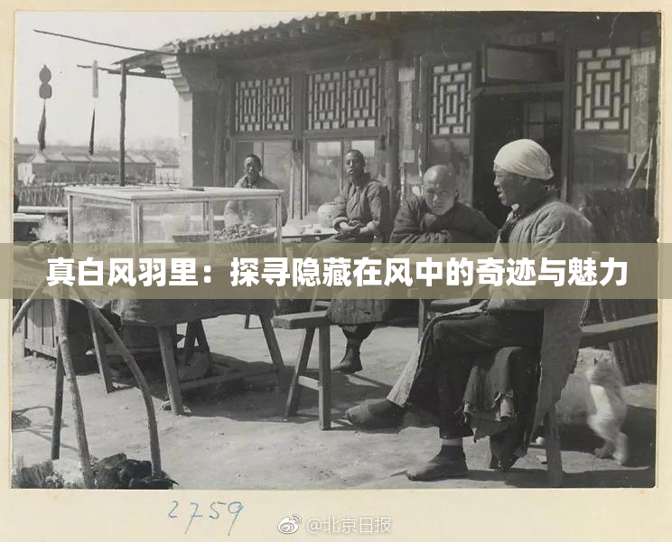 真白风羽里：探寻隐藏在风中的奇迹与魅力
