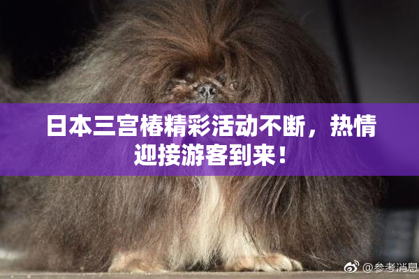 日本三宫椿精彩活动不断，热情迎接游客到来！