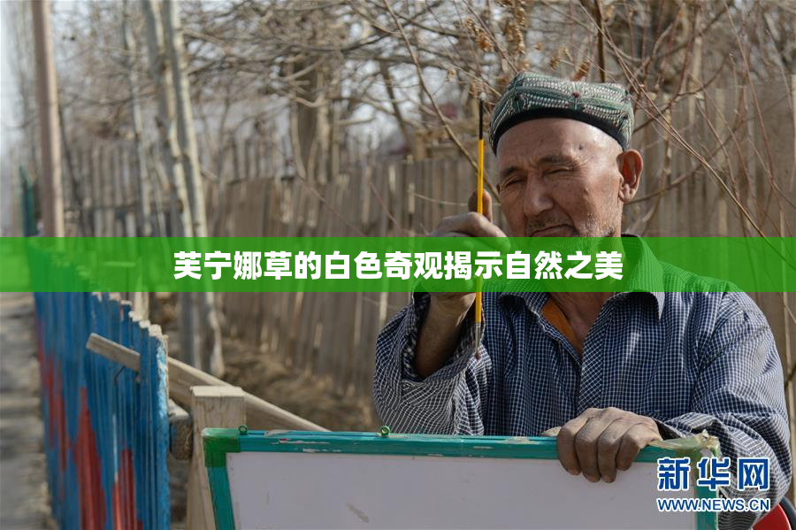 芙宁娜草的白色奇观揭示自然之美