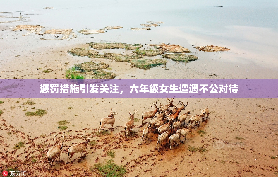 惩罚措施引发关注，六年级女生遭遇不公对待
