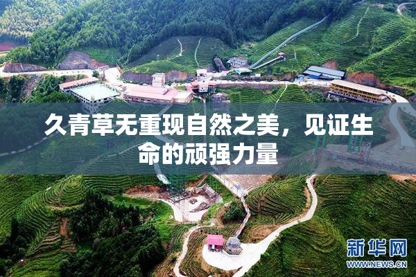 久青草无重现自然之美，见证生命的顽强力量