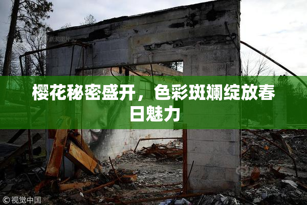 樱花秘密盛开，色彩斑斓绽放春日魅力