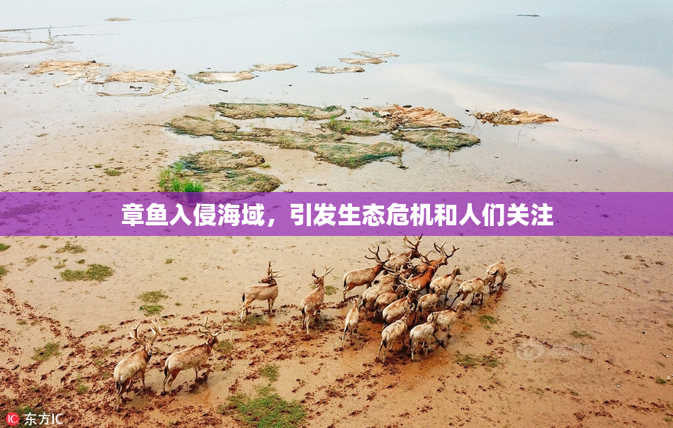 章鱼入侵海域，引发生态危机和人们关注