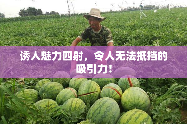 诱人魅力四射，令人无法抵挡的吸引力！