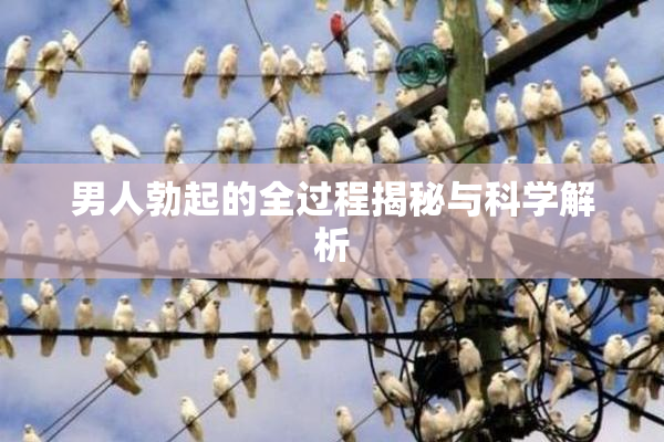 男人勃起的全过程揭秘与科学解析