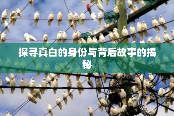探寻真白的身份与背后故事的揭秘