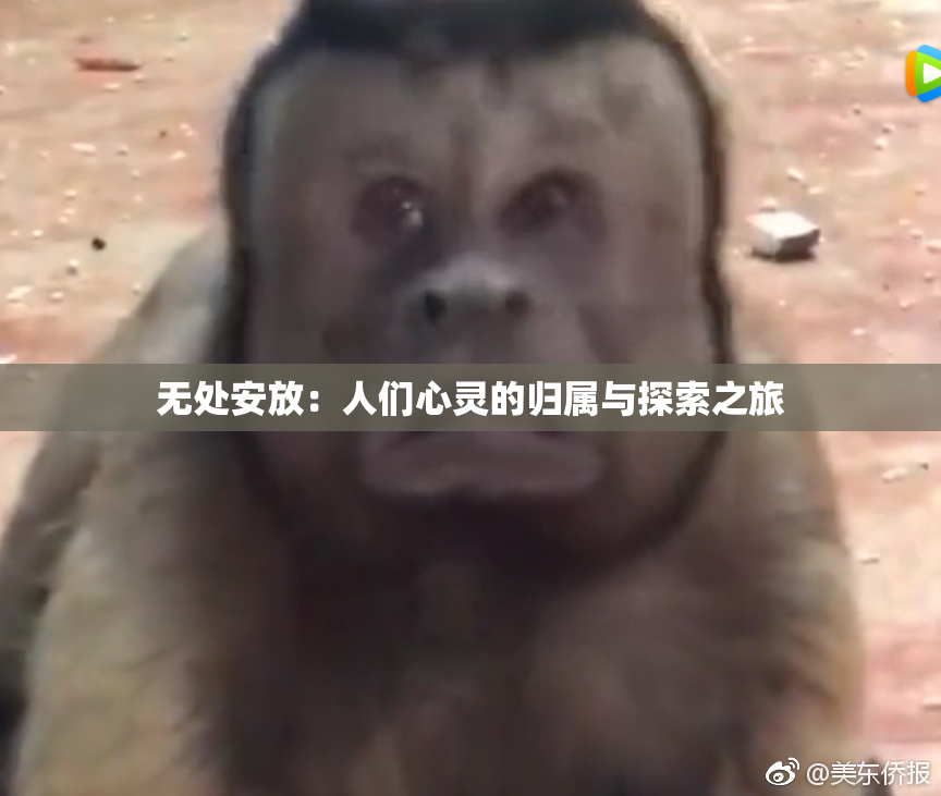 无处安放：人们心灵的归属与探索之旅