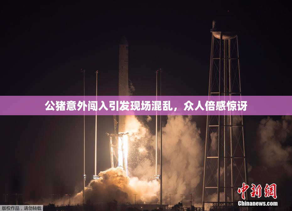 公猪意外闯入引发现场混乱，众人倍感惊讶