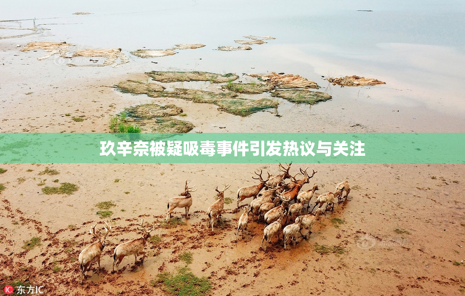 玖辛奈被疑吸毒事件引发热议与关注