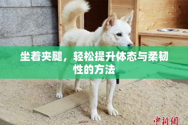 坐着夹腿，轻松提升体态与柔韧性的方法