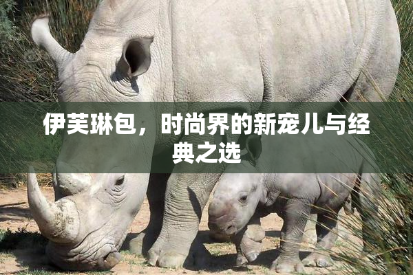 伊芙琳包，时尚界的新宠儿与经典之选