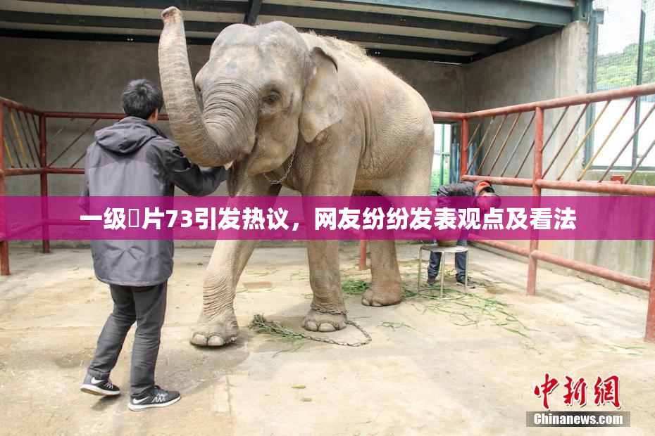 一级婬片73引发热议，网友纷纷发表观点及看法