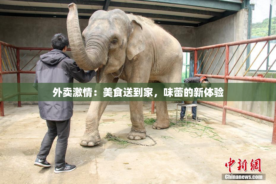 外卖激情：美食送到家，味蕾的新体验