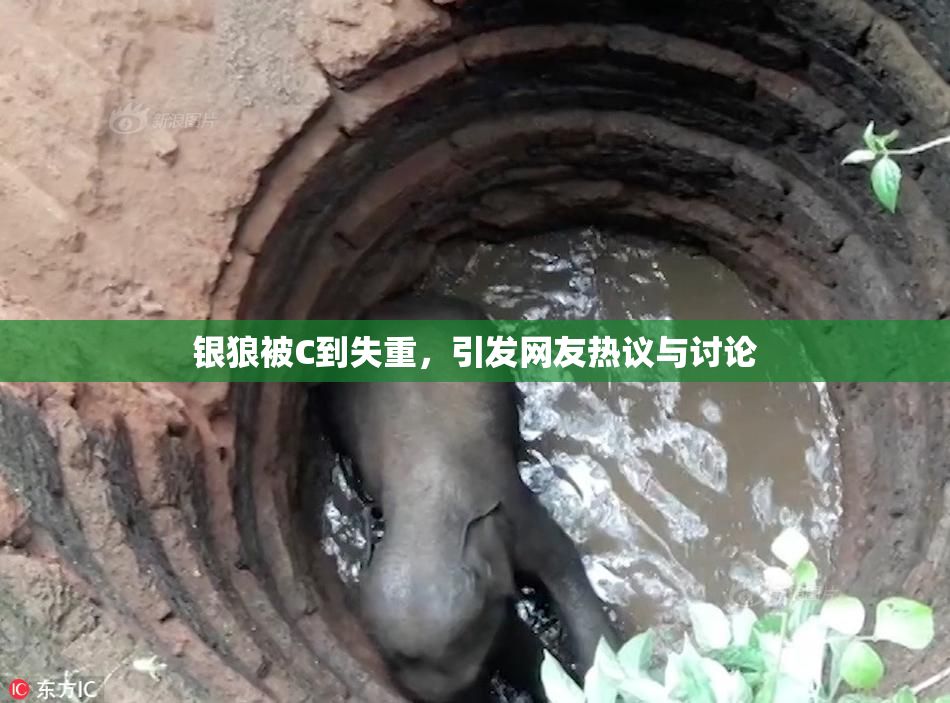 银狼被C到失重，引发网友热议与讨论