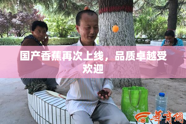 国产香蕉再次上线，品质卓越受欢迎