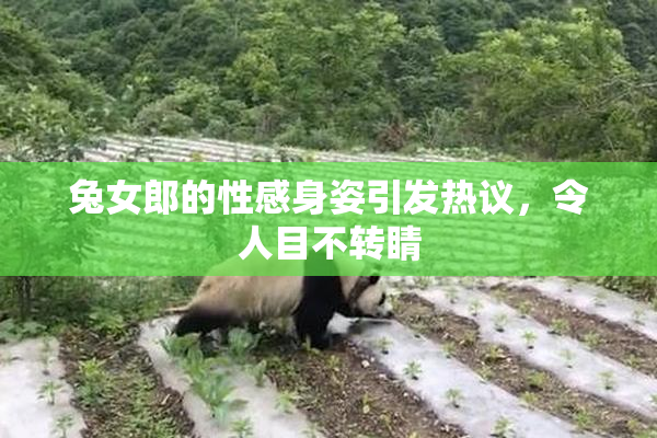 兔女郎的性感身姿引发热议，令人目不转睛