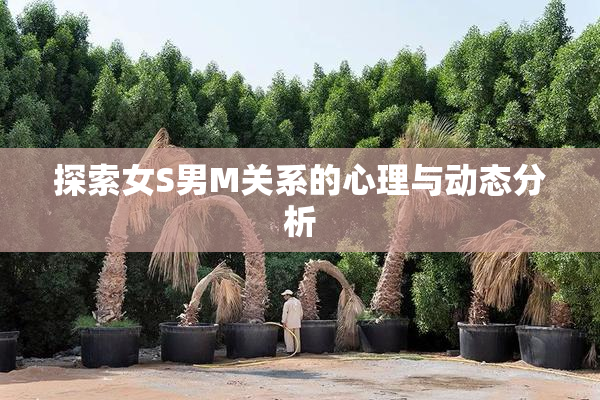 探索女S男M关系的心理与动态分析