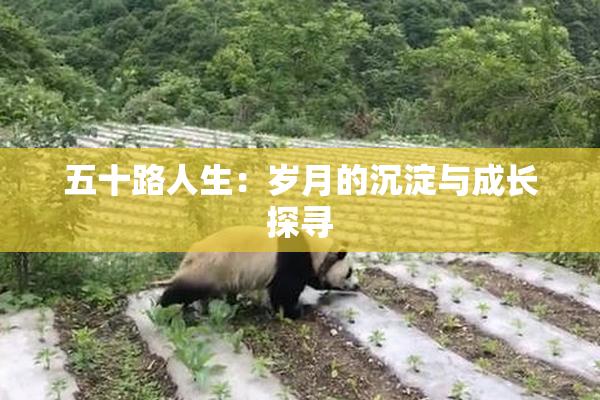 五十路人生：岁月的沉淀与成长探寻