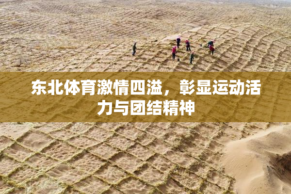 东北体育激情四溢，彰显运动活力与团结精神