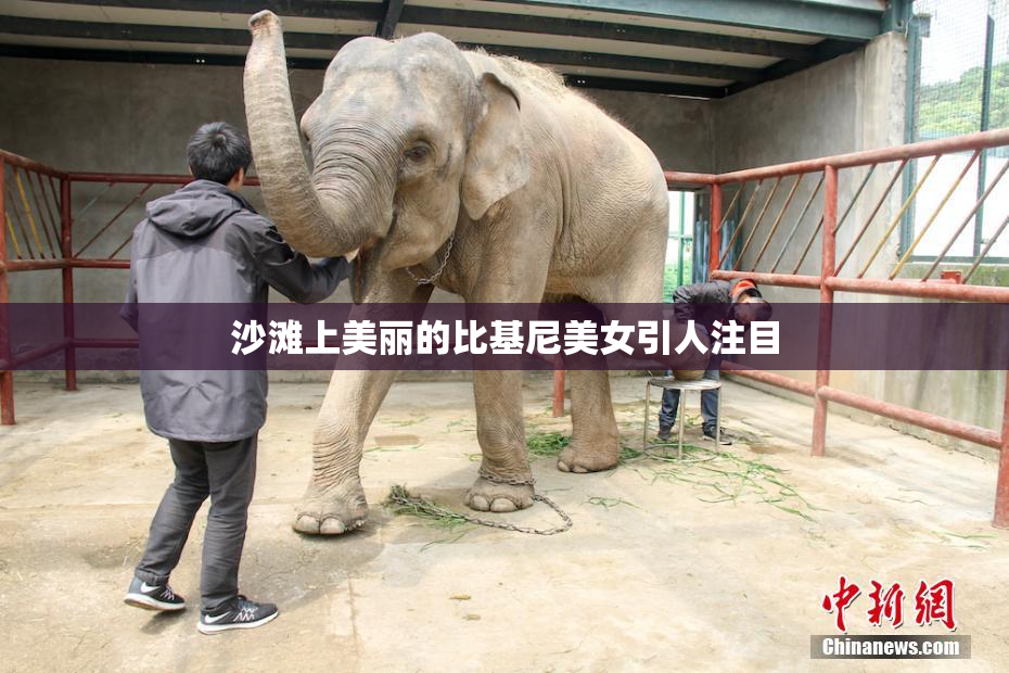 沙滩上美丽的比基尼美女引人注目