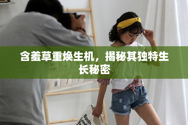 含羞草重焕生机，揭秘其独特生长秘密