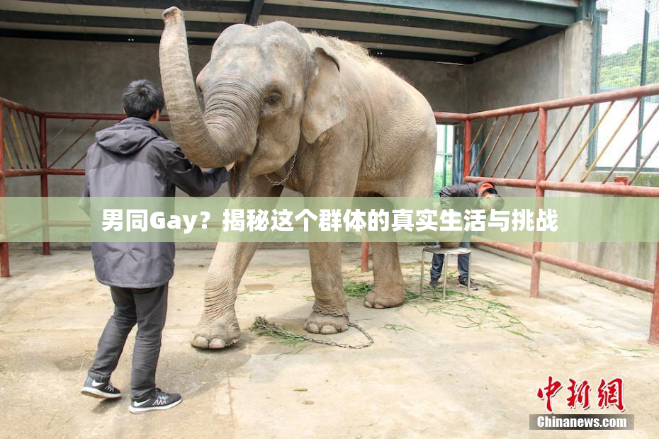 男同Gay？揭秘这个群体的真实生活与挑战