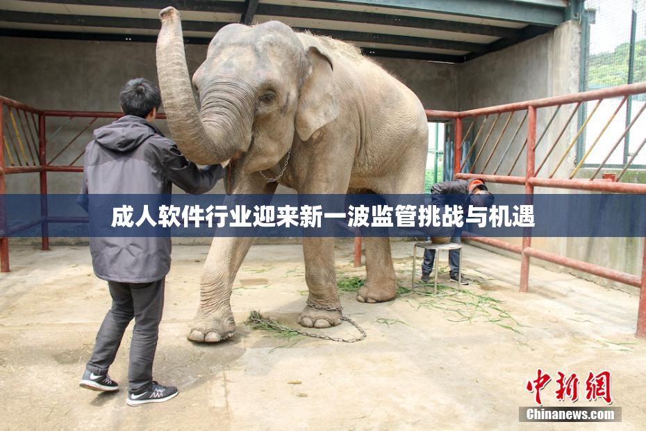 成人软件行业迎来新一波监管挑战与机遇
