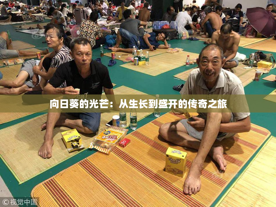 向日葵的光芒：从生长到盛开的传奇之旅