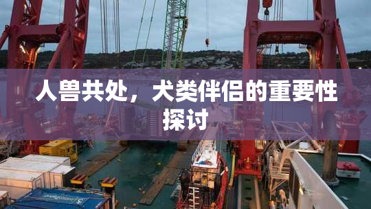 人兽共处，犬类伴侣的重要性探讨