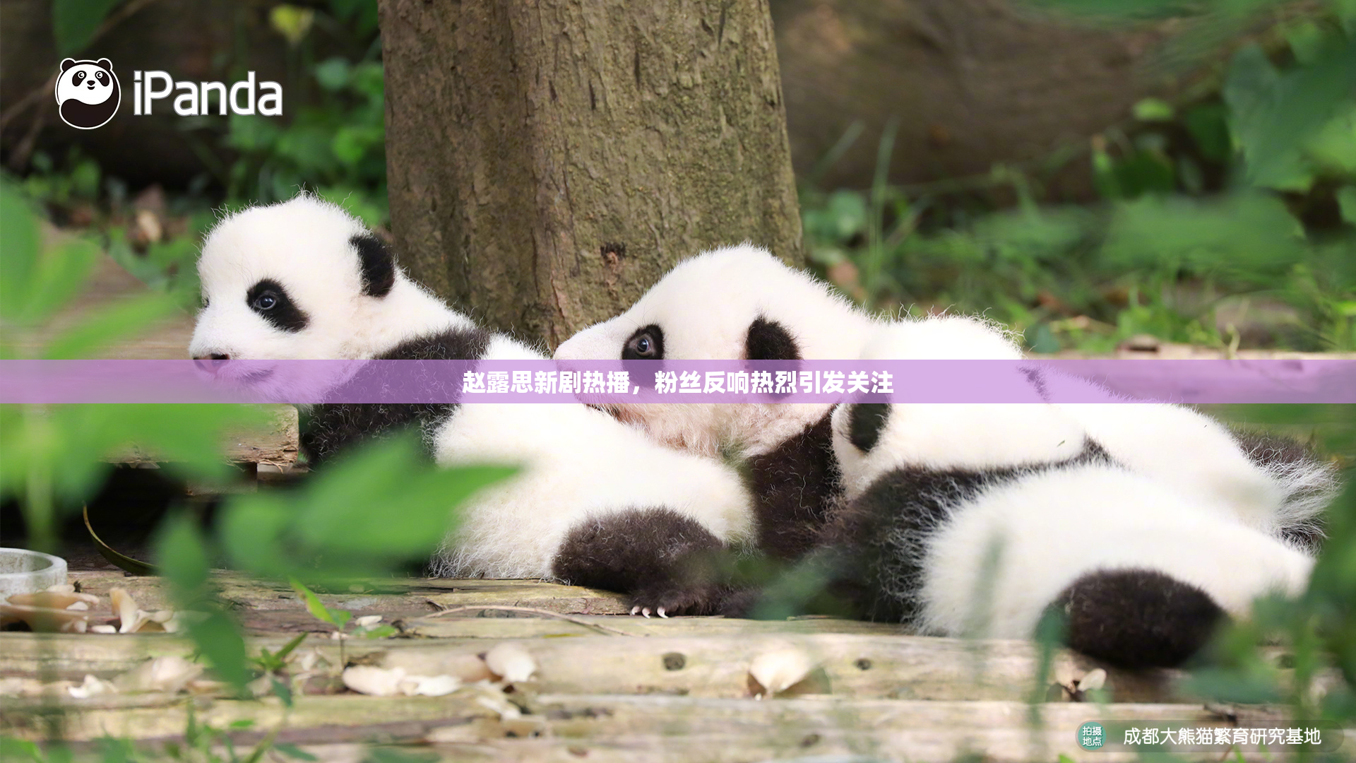 赵露思新剧热播，粉丝反响热烈引发关注