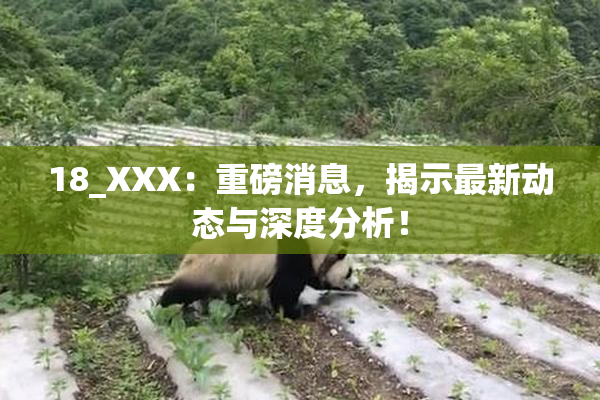 18_XXX：重磅消息，揭示最新动态与深度分析！