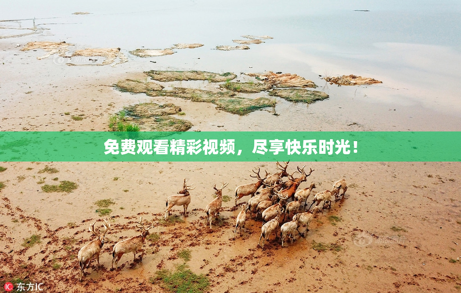 免费观看精彩视频，尽享快乐时光！