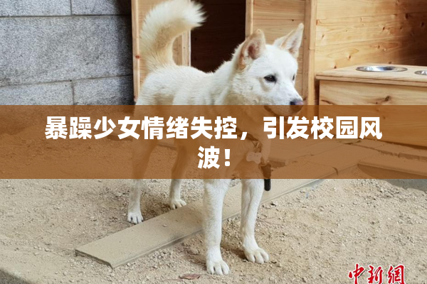 暴躁少女情绪失控，引发校园风波！