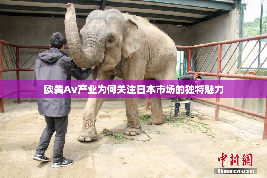 欧美Av产业为何关注日本市场的独特魅力