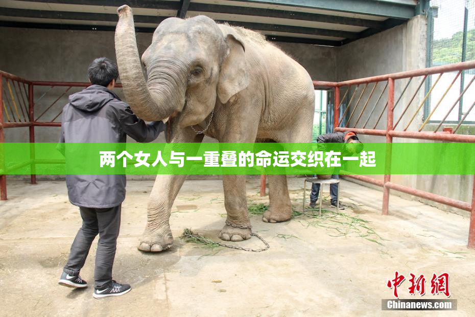 两个女人与一重叠的命运交织在一起