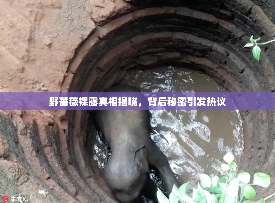 野蔷薇裸露真相揭晓，背后秘密引发热议