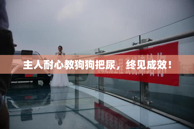 主人耐心教狗狗把尿，终见成效！