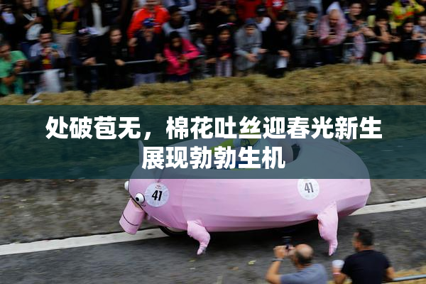 处破苞无，棉花吐丝迎春光新生展现勃勃生机