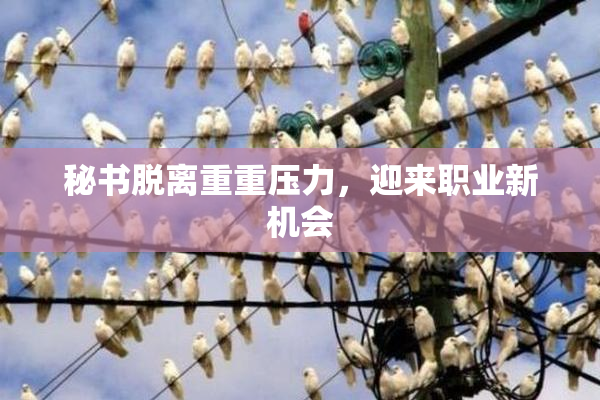 秘书脱离重重压力，迎来职业新机会