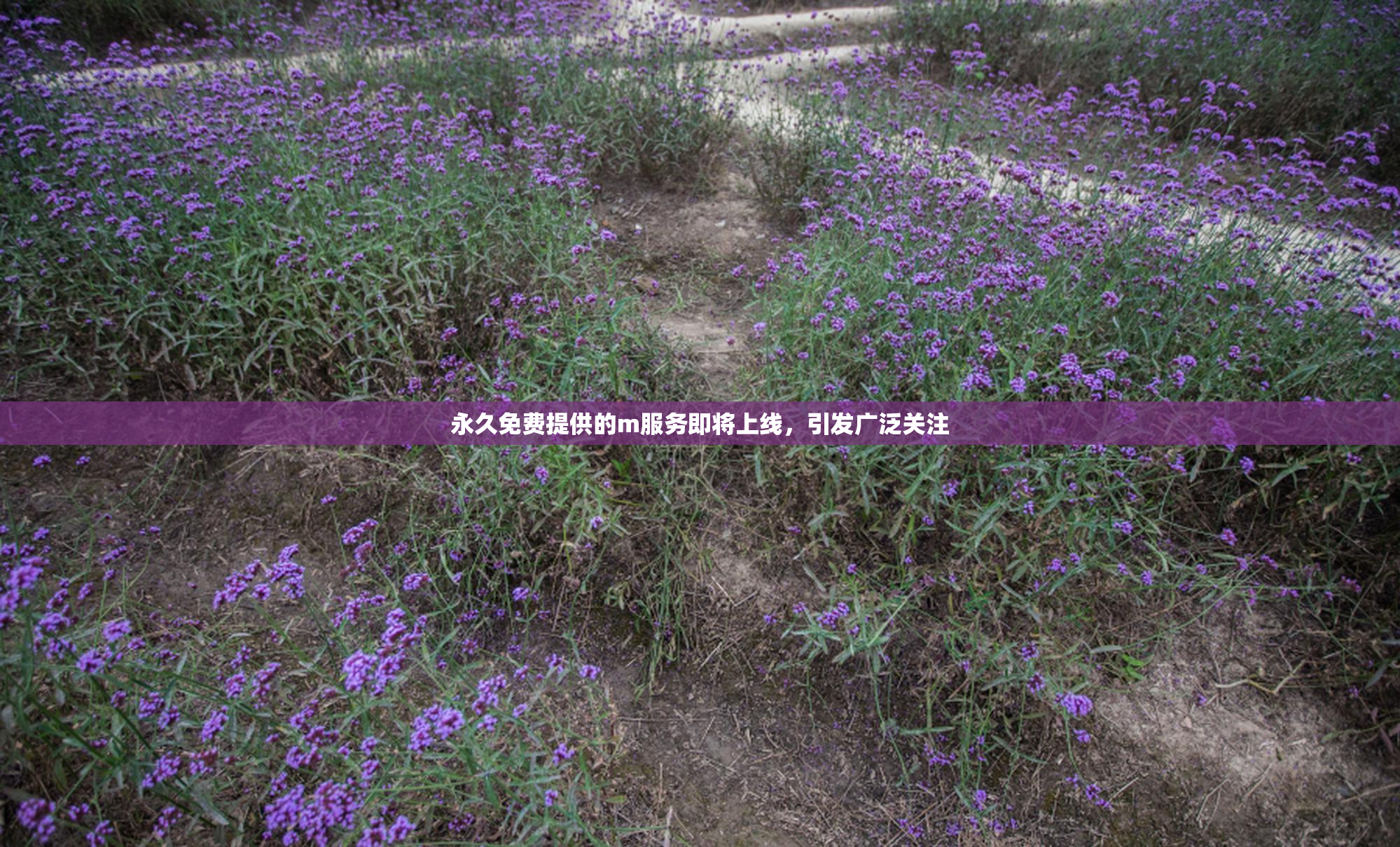 永久免费提供的m服务即将上线，引发广泛关注