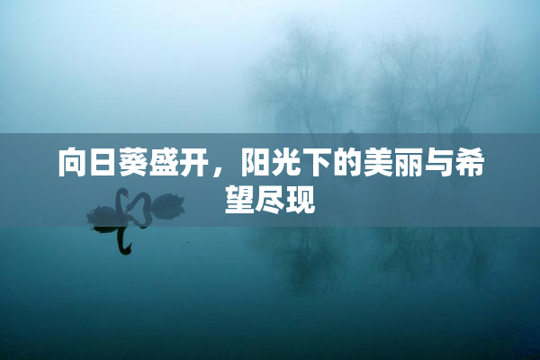 向日葵盛开，阳光下的美丽与希望尽现
