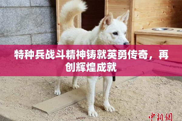 特种兵战斗精神铸就英勇传奇，再创辉煌成就