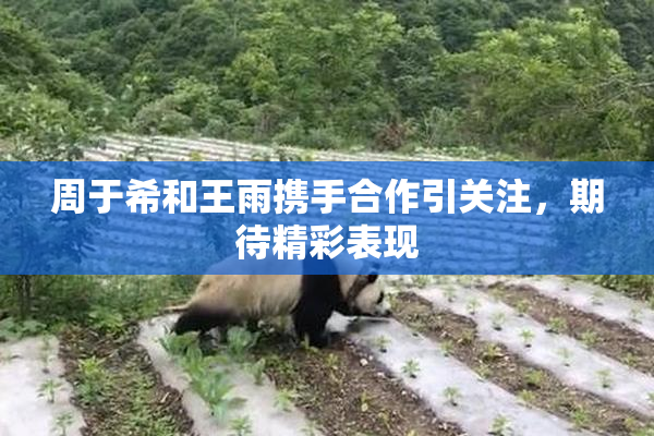 周于希和王雨携手合作引关注，期待精彩表现