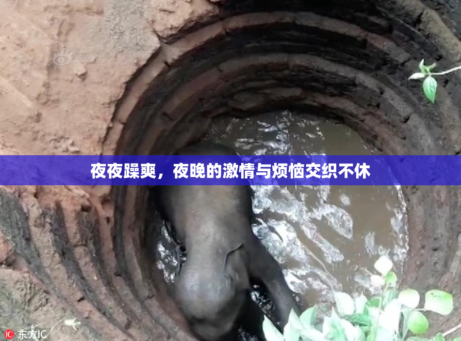 夜夜躁爽，夜晚的激情与烦恼交织不休